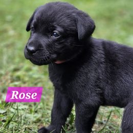 Rose - Black female Labrador Retriever puppy in Caledonia, Ohio from 7Cs Labs