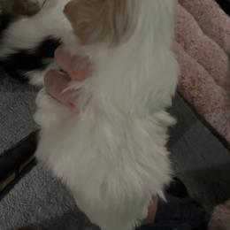 Japanese Chin Puppies from CindyLynnsChins