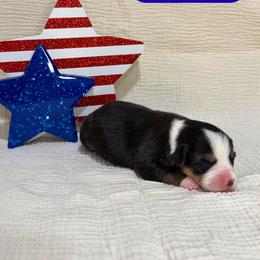 Brave - Black and tan male American Corgi puppy in Midland, Texas from Desert Darlin’ Corgis