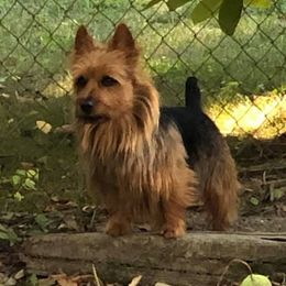 Australian Terriers from Breakaway Australian Terriers