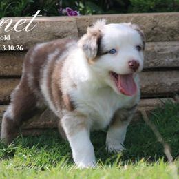Bennet (RMM 1) - Red merle male Miniature Australian Shepherd puppy in Grandfield, Oklahoma from Hunt Farms Australian Shepherds