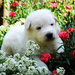 German Shepherd Puppies from Scenic Creek German Shepherds