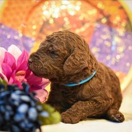 Fennel - Chocolate male Australian Labradoodle puppy in Sturbridge, Massachusetts from Pawlite Best Friends