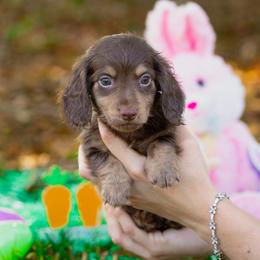 Flynn - Chocolate and tan male Dachshund puppy in Fort Myers, Florida from Blossom Paws