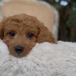 Lemon - Apricot female Cavapoo puppy in Arlington, Texas from Van Haselen Poodles and Doodles