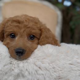 Lemon - Apricot female Cavapoo puppy in Arlington, Texas from Van Haselen Poodles and Doodles