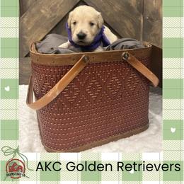 Mr. Purple - Golden male Golden Retriever puppy in Blue Springs, Missouri from Farmstead 51