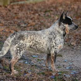 Camo - Australian Cattle Dog