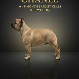 French Bulldog Puppies from Reds Frenchies