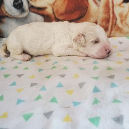 Tim - Parti male Poodle puppy in Cleburne, Texas from Lone Star Standard Poodles LLC