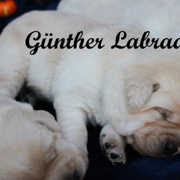 Labrador Retriever Puppies from Günther Labradors