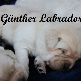 Labrador Retriever Puppies from Günther Labradors