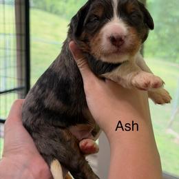 Ash - Merle male Bernedoodle puppy in Campbellsville, Kentucky from Blue Belle Hills Bernedoodles
