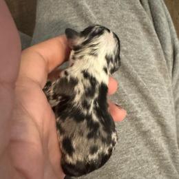 Diamond - Merle female Chihuahua puppy in Columbus, Nebraska from Prancy Pawz