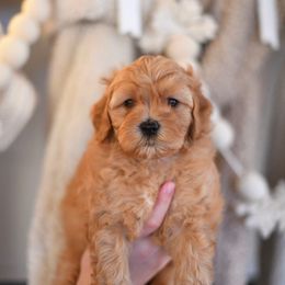 Joy - Apricot female Goldendoodle puppy in Pasco, Washington from Sunset Grove