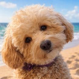 Emmy - Goldendoodle