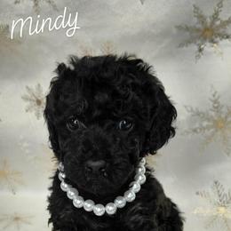 Mindy - Black female Cavapoo puppy in Eau Claire, Wisconsin from Fisher River Doodle's