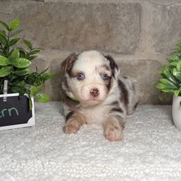 Fern - Red merle female Miniature Australian Shepherd puppy in Floresville, Texas from The Blessed Barnyard