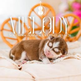 Melody - Red and white female Pomsky puppy in Mattoon, Illinois from Southpaw Pomskies