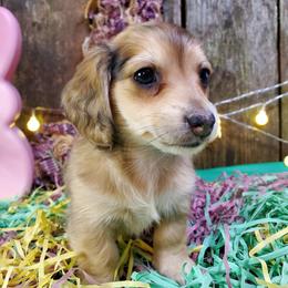 Chevie - Cream female Dachshund puppy in Mountain Grove, Missouri from Callaway Country Dachshunds