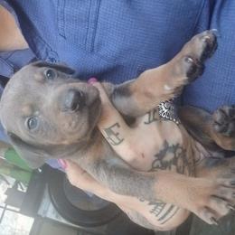 Girl 2 - Blue and rust female Doberman Pinscher puppy in Camden, South Carolina from Mo dobermans