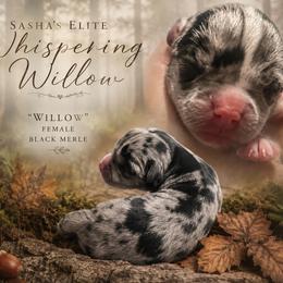 Willow - Merle female Chihuahua puppy in New Castle, Delaware from Sasha’s Elite Kennel LLC