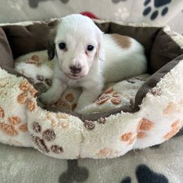 Pink - Piebald female Dachshund puppy in Cumby, Texas from Dog Daze Ranch
