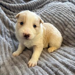 Nova - White and gold female Border Collie puppy in Mckinney, Texas from Border Collies of Ruidoso