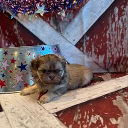 Elise - Liver female Shih Tzu puppy in Success, Missouri from Sweet Success