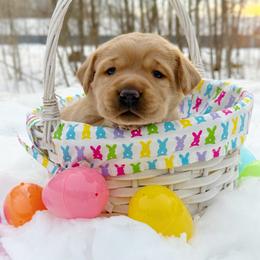 Amber - Yellow female Labrador Retriever puppy in Isle, Minnesota from Dog Ear Outfitters