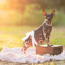 Siri - American Hairless Terrier