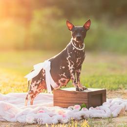Siri - American Hairless Terrier