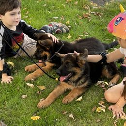 German Shepherd Puppies from Alta-Tollhaus German Shepherds