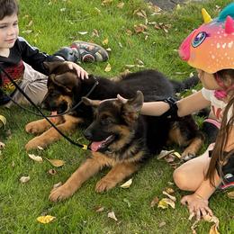 German Shepherd Puppies from Alta-Tollhaus German Shepherds