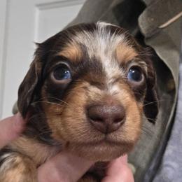 Ellie's chocolate and tan dapple longhair - Dapple male Dachshund puppy in Declo, Idaho from Dozendachs