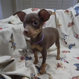 Nelly - Purple collar - Chocolate and rust female Miniature Pinscher puppy in Ethridge, Tennessee from Liberty Hill Farm