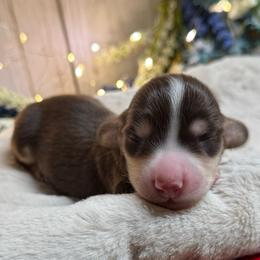 Cedar - Chocolate and cream male Dachshund puppy in Fayetteville, West Virginia from Loop Creek Dachshunds