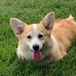 Infinity vom Sparthof - Red female Pembroke Welsh Corgi puppy in Victoria, Texas from Clear Creek Corgis