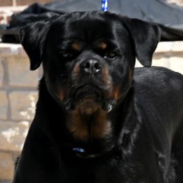 Xzoey - Rottweiler