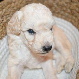 Loki (AKC) - Cream male Poodle puppy in Rainbow City, Alabama from Misioh Poodles
