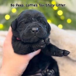 Bo Peep - Black female Labrador Retriever puppy in Owosso, Michigan from Bennington Retrievers