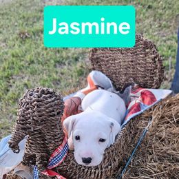 Jasmine - White and black female Dalmatian puppy in Katy, Texas from Lone Star Dalmatians