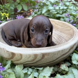 Salsa - Chocolate and tan male Dachshund puppy in Olathe, Colorado from Rocking LJ Breeding