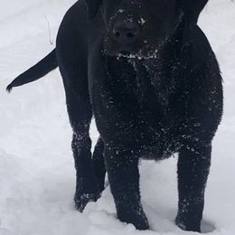 Labrador Retriever All Grown Up from Cherrywood Kennel