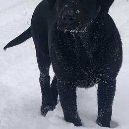 Labrador Retriever All Grown Up from Cherrywood Kennel