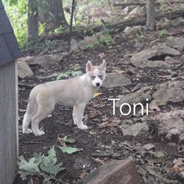 Toni - Agouti and white female Siberian Husky puppy in Stanhope, New Jersey from Shimmermint Siberians