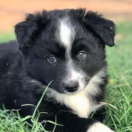 Miniature Australian Shepherds from G5 Mini Aussies
