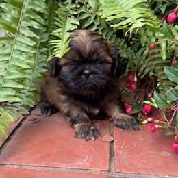 Kirby - Brindle and white Shih Tzu puppy in Carthage, Missouri from Little Lion Puppies