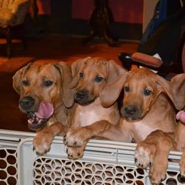 Rhodesian Ridgeback Puppies from Indaba Ridgebacks