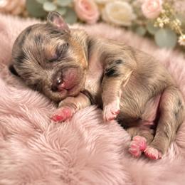 Cinnamon- AKC - Blue merle female Pomeranian puppy in Santa Rosa, California from Cute California Poms